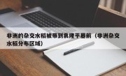 非洲的杂交水稻被带到袁隆平墓前（非洲杂交水稻分布区域）