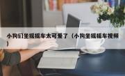 小狗们坐摇摇车太可爱了（小狗坐摇摇车视频）